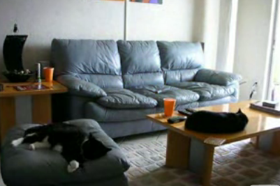 What Do Cats Do All Day?